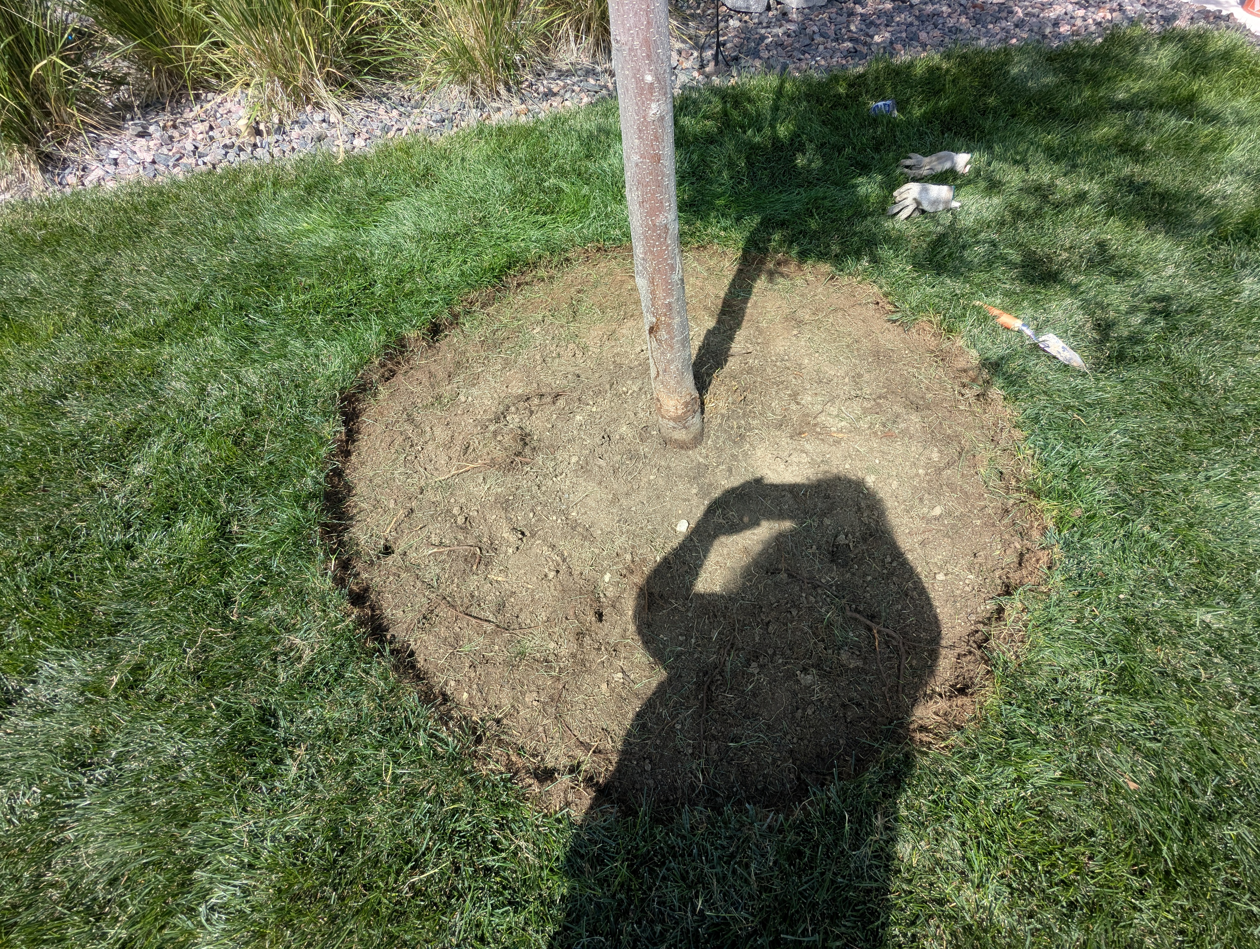 Tree Ring, Home Improvement, Morrison, Colorado